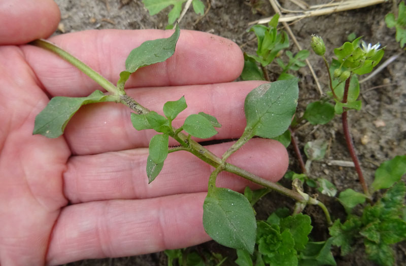 Stellaria media - Caryophyllaceae